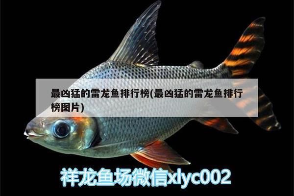 雷龍魚排名前十名（雷龍魚繁殖技術指南，雷龍魚品種價格對比，） 雷龍魚排名前十名（雷龍魚繁殖技術指南，雷龍魚品種價格對比，） 龍魚百科 第4張