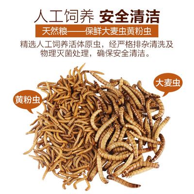 銀龍魚能用黃粉嗎：銀龍魚使用黃粉對魚類具體危害，水族箱水質維護技巧