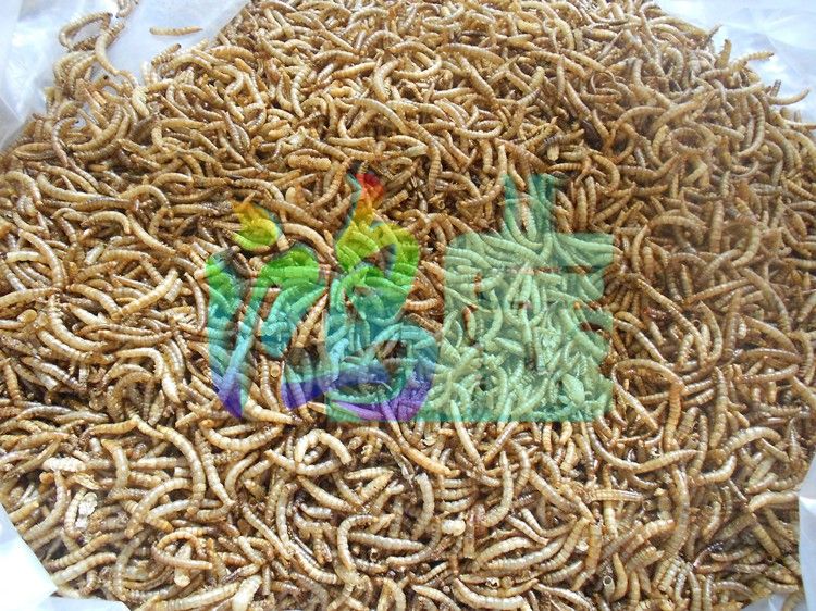 銀龍魚能用黃粉嗎：銀龍魚使用黃粉對魚類具體危害，水族箱水質維護技巧