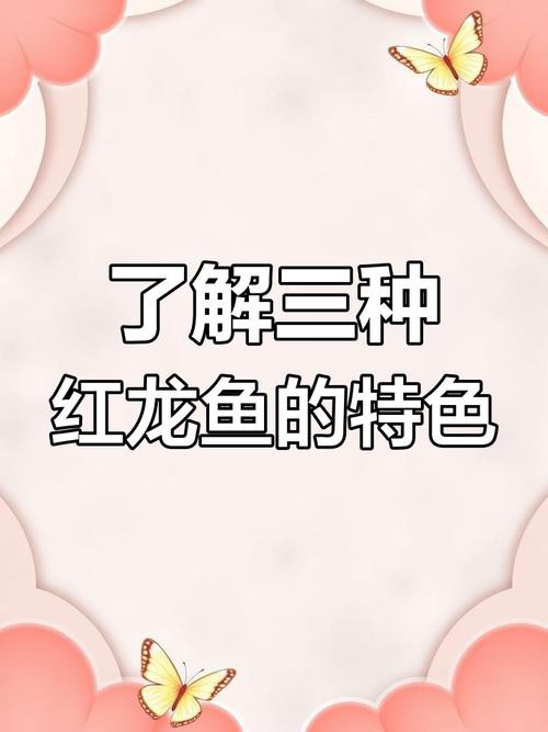 紅龍魚幼魚圖片欣賞