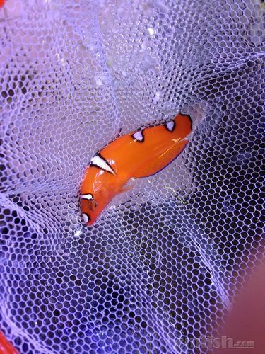 紅龍魚幼魚圖片欣賞