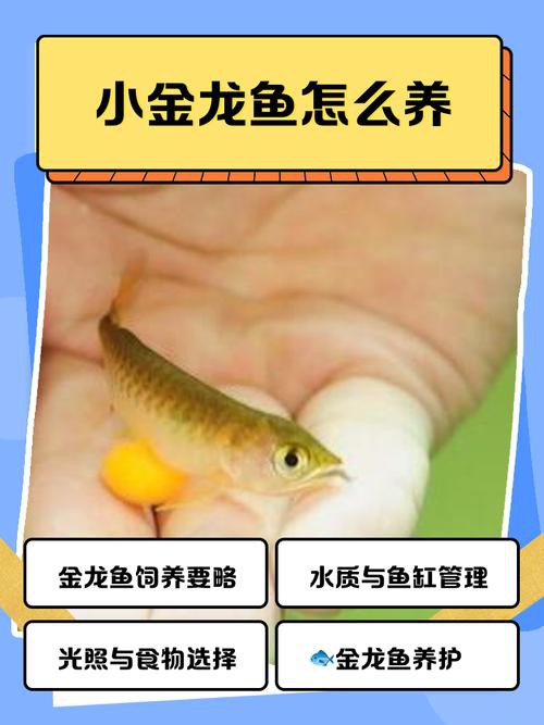 古典藍金龍魚的最佳食物有哪些？