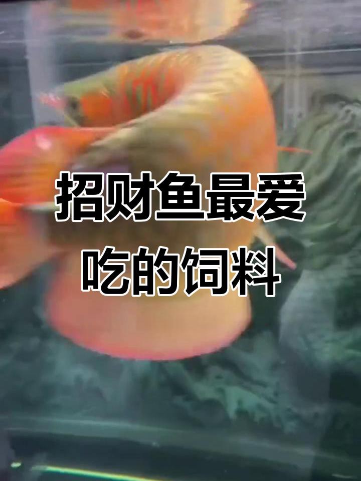 古典藍金龍魚的最佳食物有哪些？