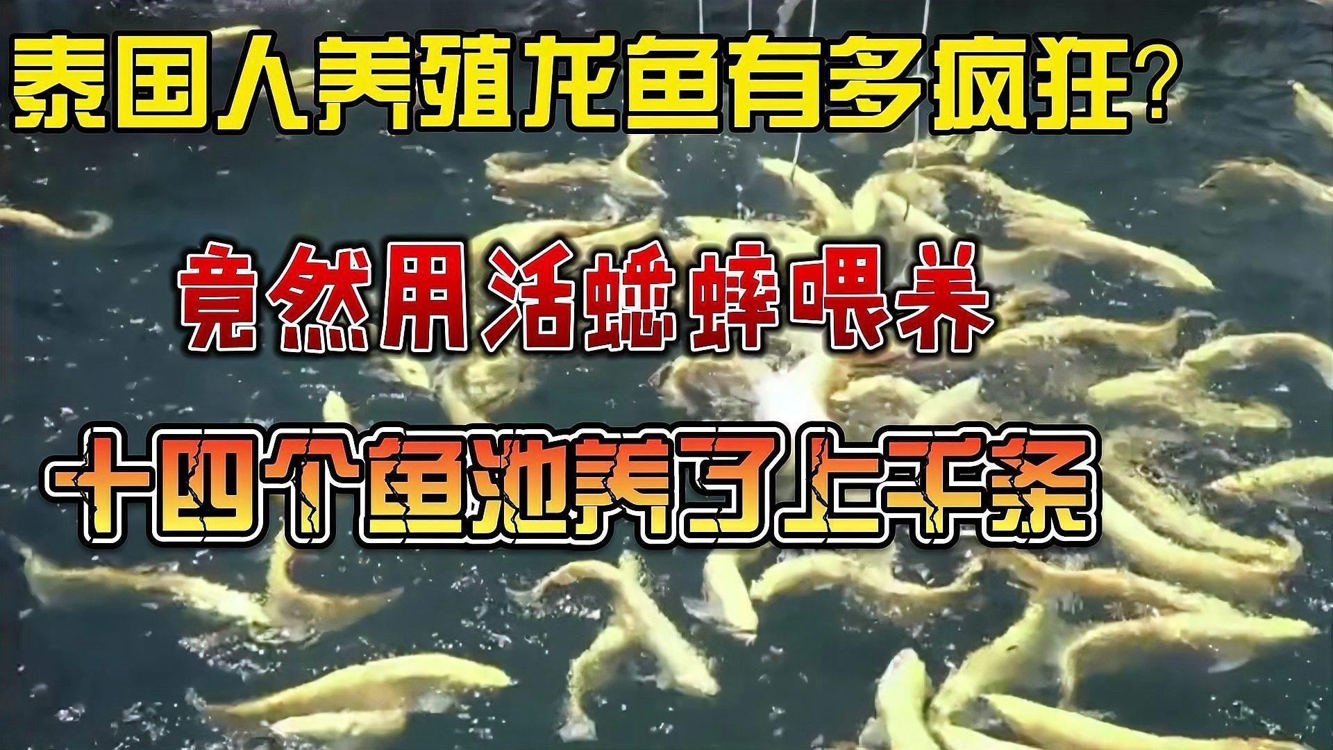 古典藍金龍魚的最佳食物有哪些？