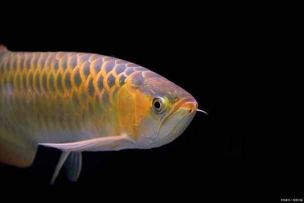 霸氣龍魚圖片