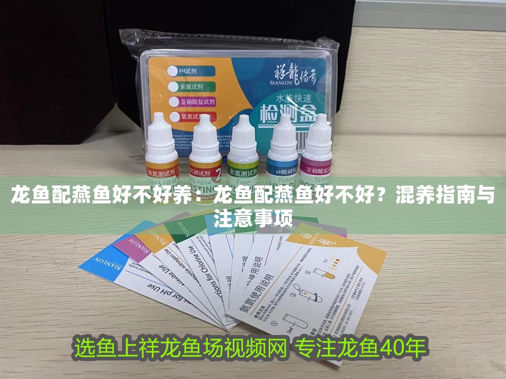 龍魚配燕魚好不好養(yǎng)：龍魚配燕魚好不好？混養(yǎng)指南與注意事項(xiàng)