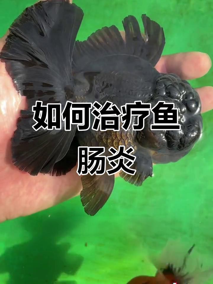 金龍魚腸炎會自愈嗎？