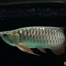 龍魚底色怎么看出來的：觀察龍魚底色的方法