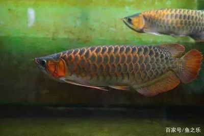 龍魚底色怎么看出來的：觀察龍魚底色的方法