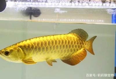 龍魚底色怎么看出來的：觀察龍魚底色的方法