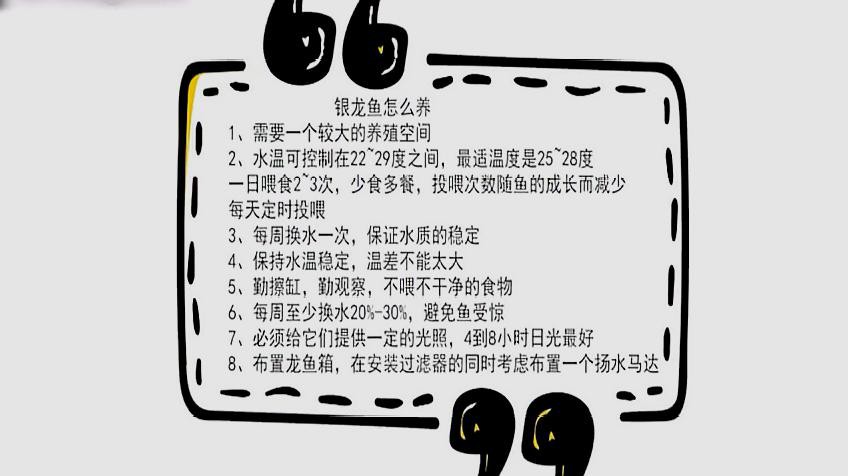 養銀龍魚水溫多少度最好