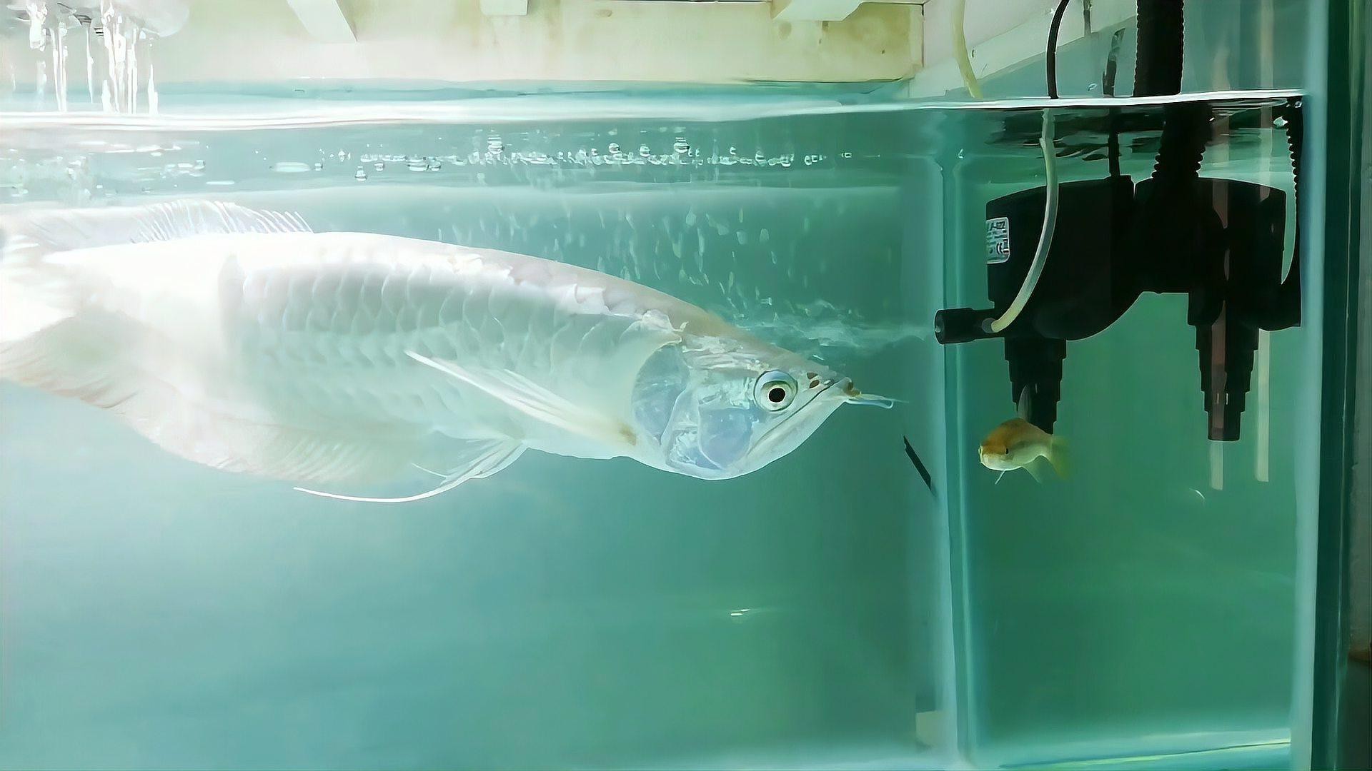 養銀龍魚水溫多少度最好