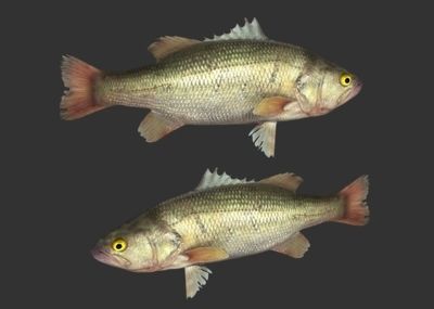 生肖龍適合養什么魚？：生肖龍的人適合養一些具有吉祥寓意的魚類 生肖龍適合養什么魚？：生肖龍的人適合養一些具有吉祥寓意的魚類 龍魚百科