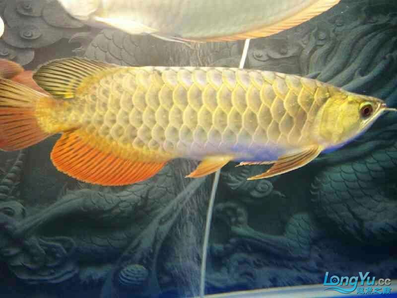 龍魚風水講究（養龍魚需要注意以下幾個方面的講究和忌諱，養好龍魚）