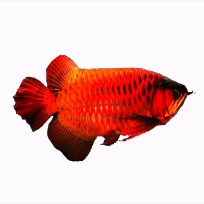 龍魚風水講究（養(yǎng)龍魚需要注意以下幾個方面的講究和忌諱，養(yǎng)好龍魚）