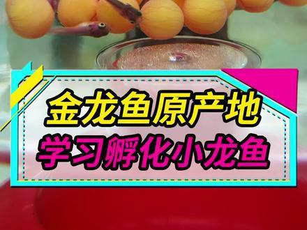 金龍魚怎么孵化