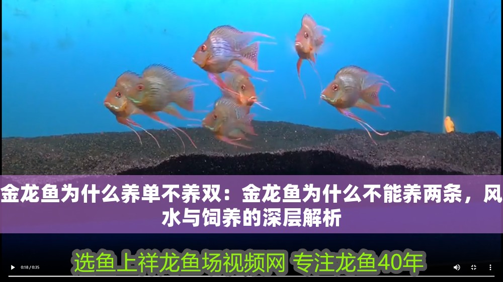 金龍魚為什么養(yǎng)單不養(yǎng)雙：金龍魚為什么不能養(yǎng)兩條，風(fēng)水與飼養(yǎng)的深層解析