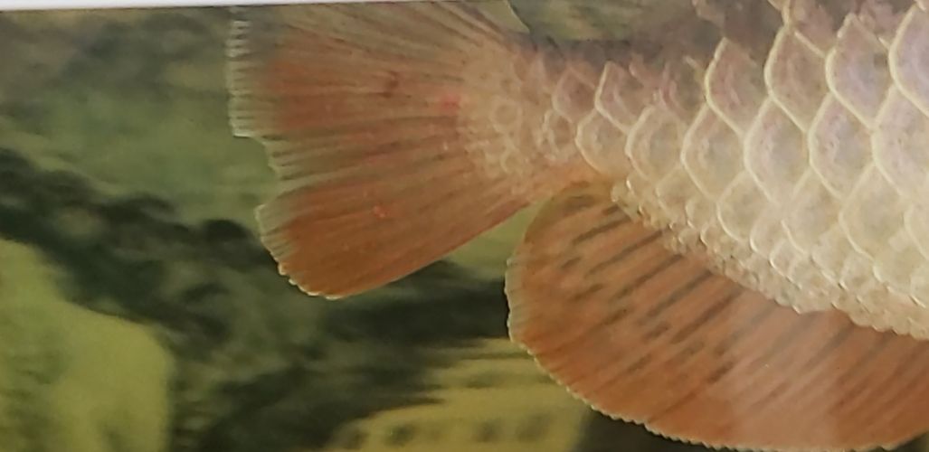 龍魚尾巴出血點怎么回事兒：龍魚出血病的預防方法