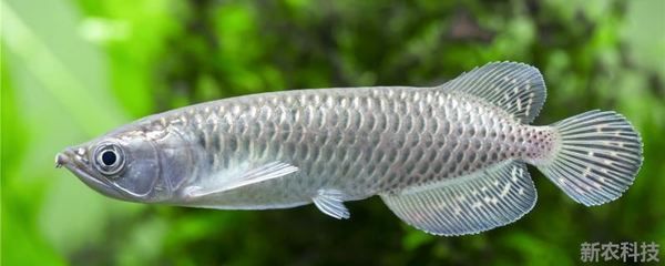 50公分龍魚多久喂一次食物呢圖片（50公分成年龍魚該怎么喂食多久喂一次龍魚多久喂一次）