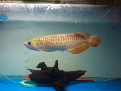 金龍魚體型小怎么糾正(關(guān)于金龍魚體型小怎么糾正金龍魚體型小怎么糾正) 龍魚百科 第4張 金龍魚體型小怎么糾正(關(guān)于金龍魚體型小怎么糾正金龍魚體型小怎么糾正) 金龍魚體型小怎么糾正(關(guān)于金龍魚體型小怎么糾正金龍魚體型小怎么糾正) 龍魚百科 第4張