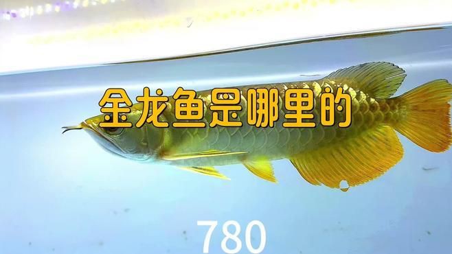 金龍龍魚是哪里的品牌