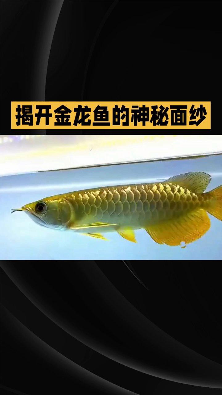 推薦一些適合初學者的金龍魚品種