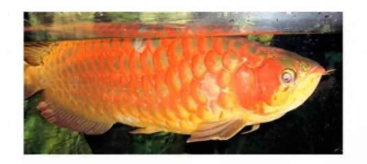 龍魚鰓蓋絮狀物（龍魚鰓蓋出現(xiàn)絮狀物可能是水霉病的癥狀，需要及時治療）