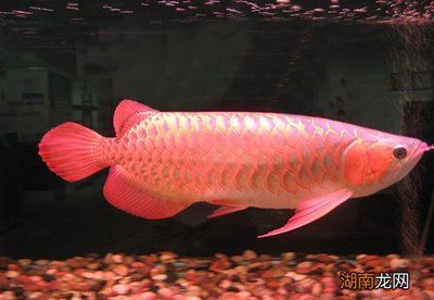 防止龍魚(yú)掉眼配什么魚(yú)