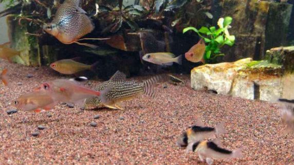亞馬遜河特色觀賞魚介紹：亞馬遜河特色觀賞魚 亞馬遜河特色觀賞魚介紹：亞馬遜河特色觀賞魚 龍魚百科 第1張