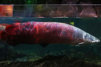亞馬遜河特色觀賞魚介紹：亞馬遜河特色觀賞魚 亞馬遜河特色觀賞魚介紹：亞馬遜河特色觀賞魚 龍魚百科 第2張