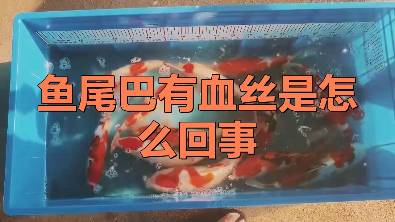 龍魚尾鰭充血不治療會(huì)自愈嗎？