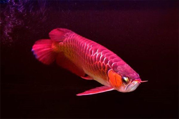 龍魚尾鰭充血不治療會自愈嗎？