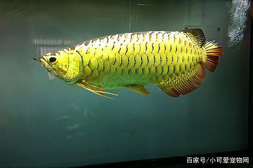 如何區分龍魚的公母？