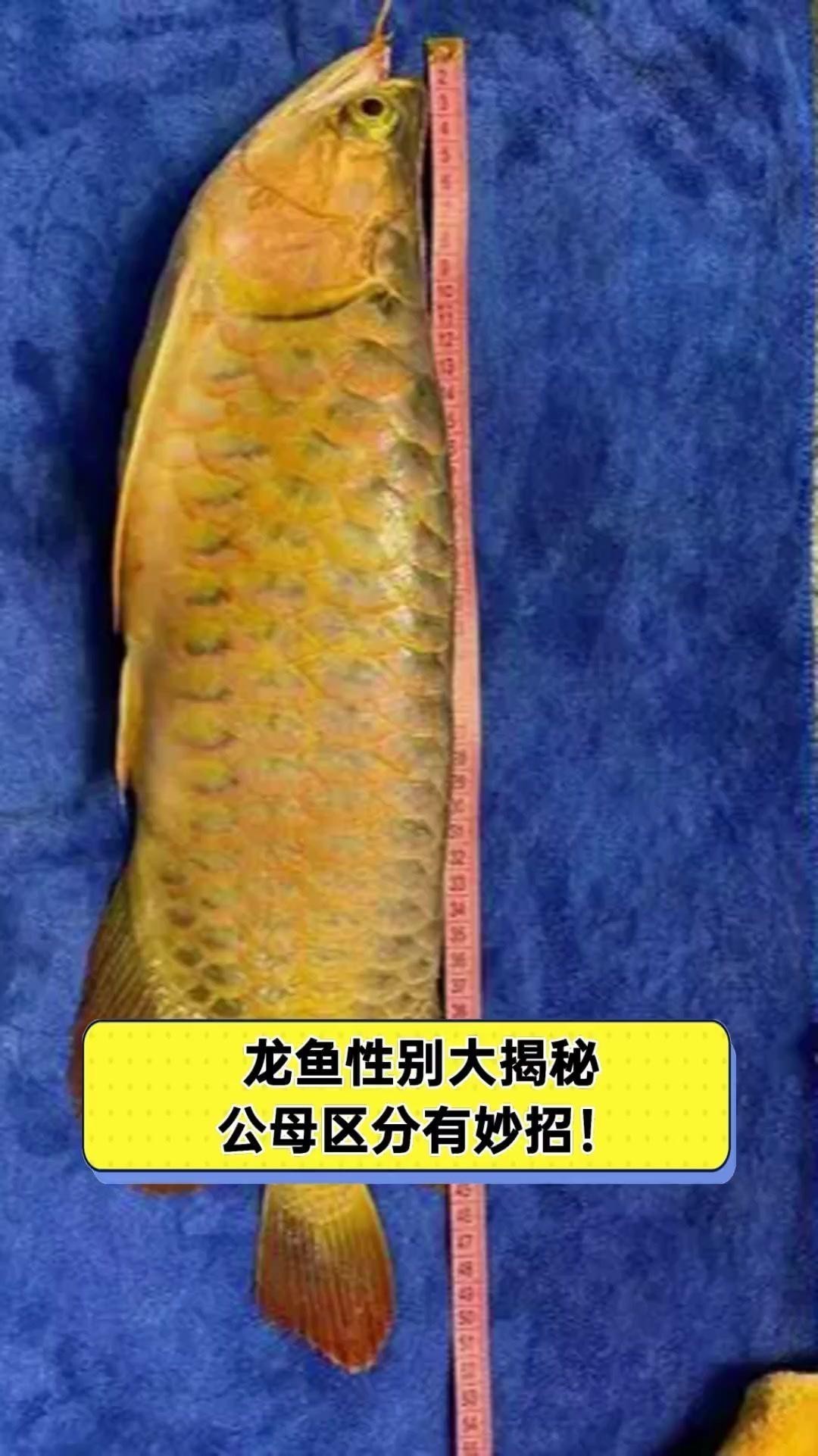 如何區分龍魚的公母？