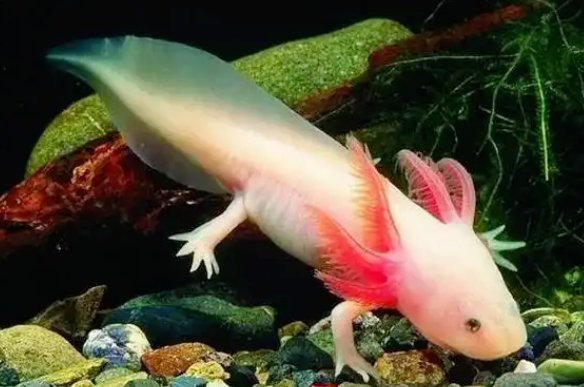 恐龍魚(yú)怎么樣才能長(zhǎng)大