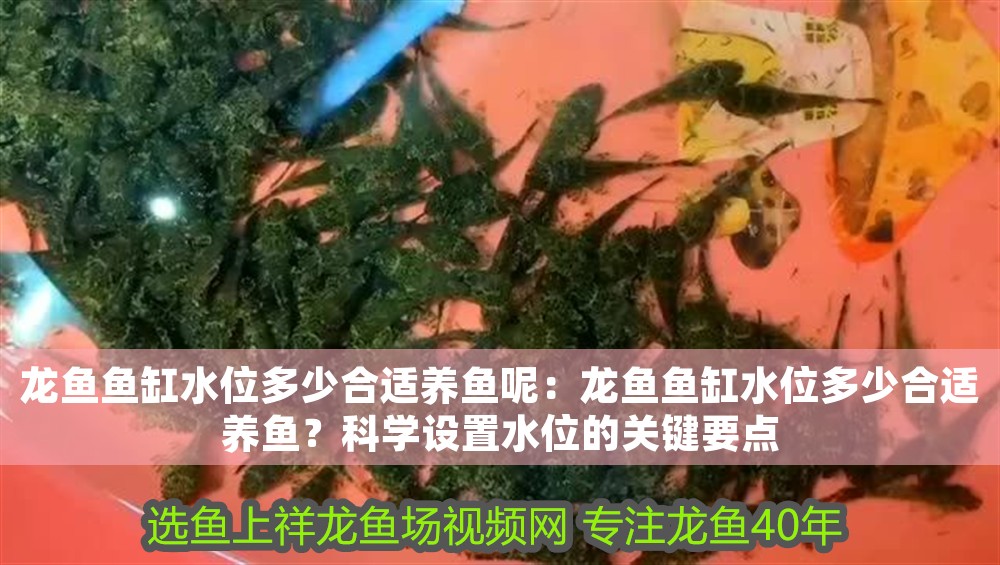 龍魚魚缸水位多少合適養(yǎng)魚呢：龍魚魚缸水位多少合適養(yǎng)魚？科學(xué)設(shè)置水位的關(guān)鍵要點