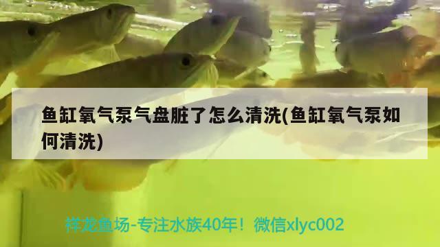 黑魚養(yǎng)魚缸皮膚潰爛(黑魚的皮膚潰爛怎么辦)