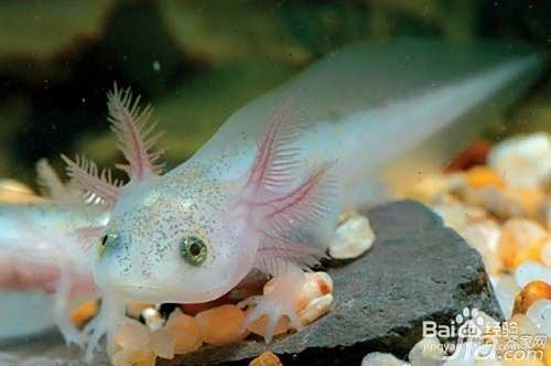 六角龍魚多久繁殖一次？