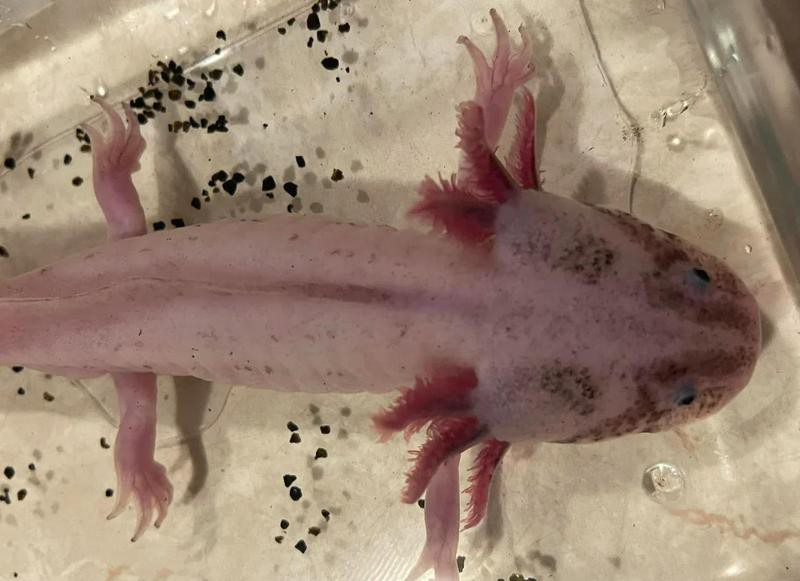 六角龍魚多久繁殖一次？