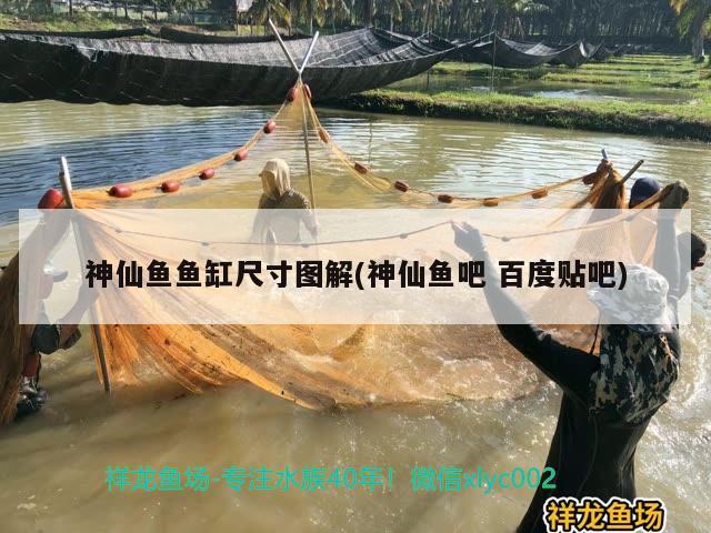 神仙魚(yú)魚(yú)缸尺寸圖解(神仙魚(yú)吧百度貼吧)