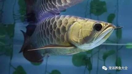 龍魚喜歡吃什么魚苗呢：龍魚喜歡吃什么魚苗