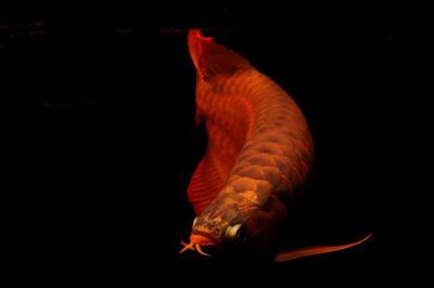 龍魚(yú)只在水面上游怎么辦：如何改善龍魚(yú)在水族箱中游泳的行為