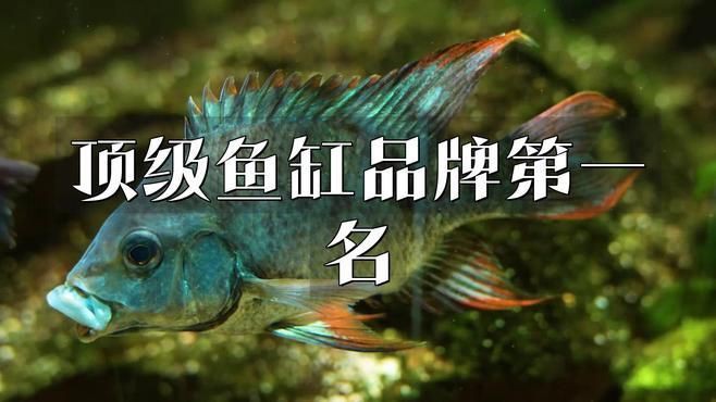 全球頂級魚缸品牌