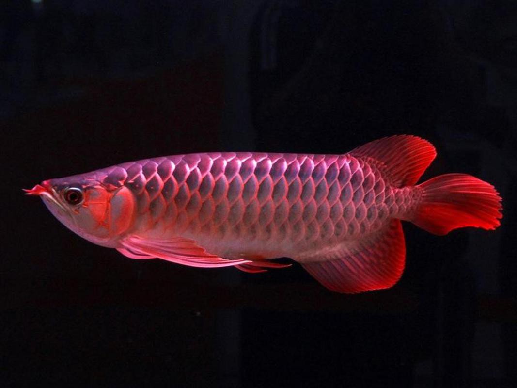 小紅龍魚圖片高清圖