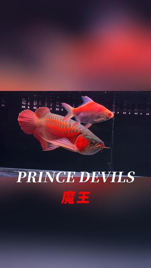 小紅龍魚圖片高清圖