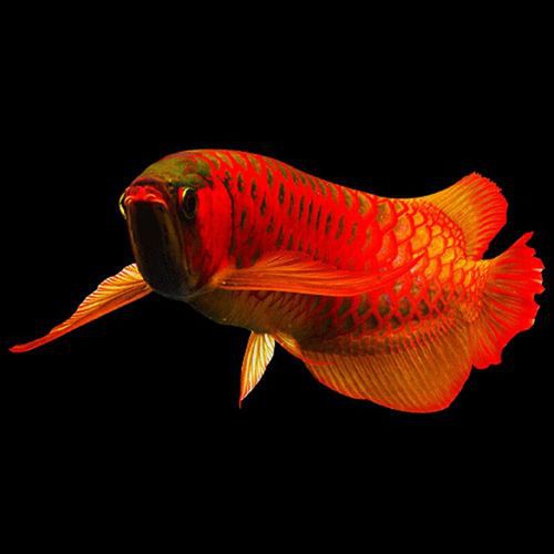 小紅龍魚圖片高清圖