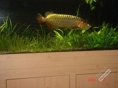 龍魚缸能養什么魚最好：適合與龍魚混養的魚種