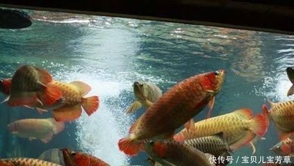 龍魚和地圖魚混養需要注意什么事項：如何預防龍魚地圖魚疾病，龍魚地圖魚混養的疾病防控措施