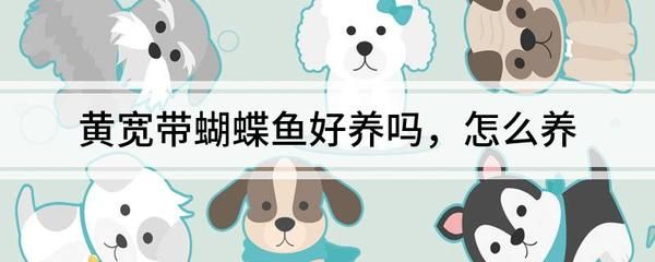 黃寬帶蝴蝶魚水質(zhì)管理技巧，黃寬帶蝴蝶魚飼料選擇指南