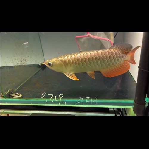 24K金龍魚有哪些獨特功能？